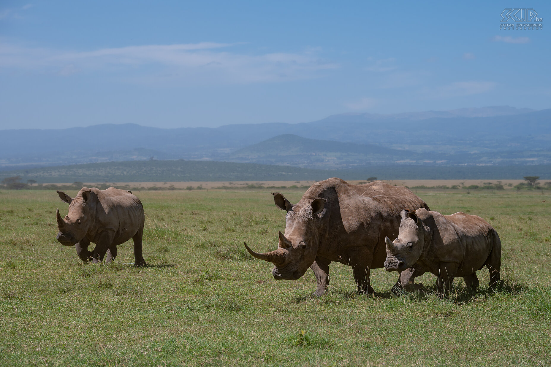 Solio - Southern white rhino  Stefan Cruysberghs